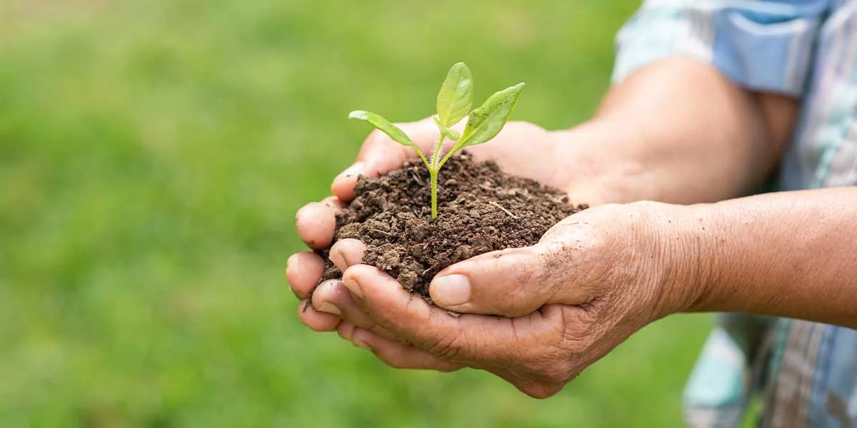 Bitkileri Zararlılardan ve Hastalıklardan Korumanın Yolları