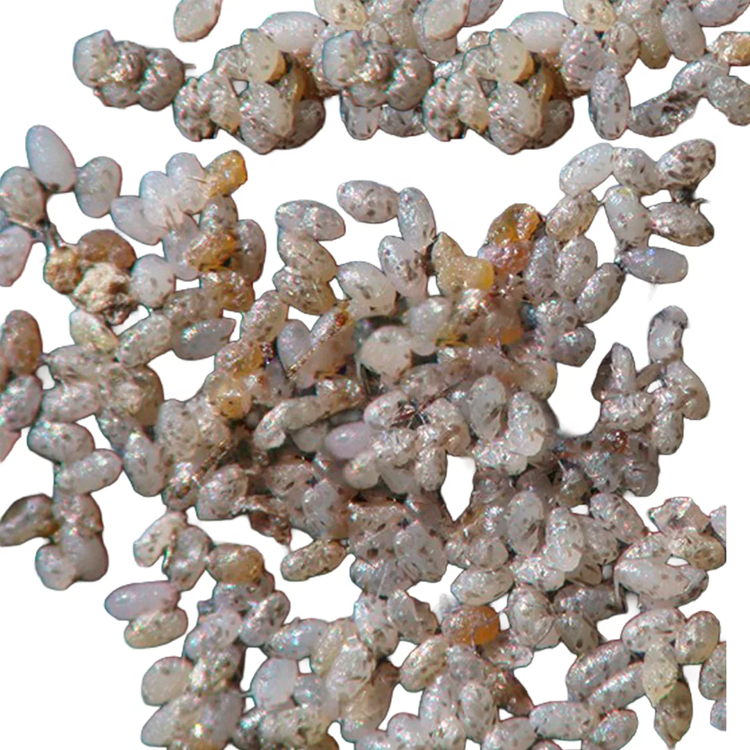 Böcek Besini (Ephestia kuehniella yumurtası)