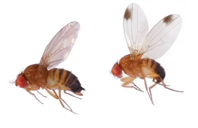 Drosophila suzukii