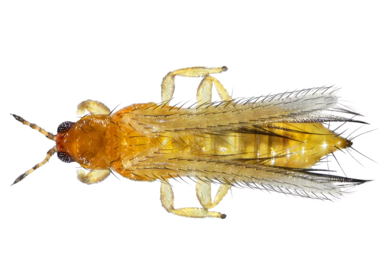 Frankliniella occidentalis