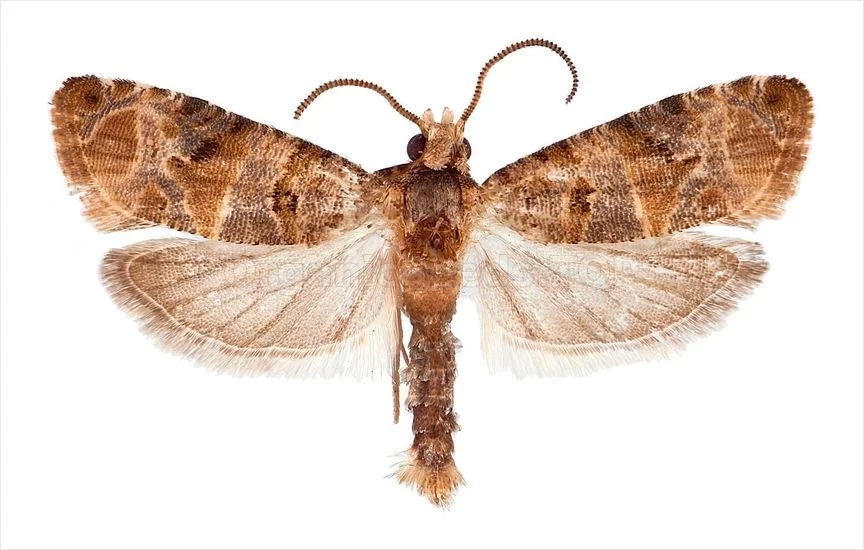 Lobesia botrana