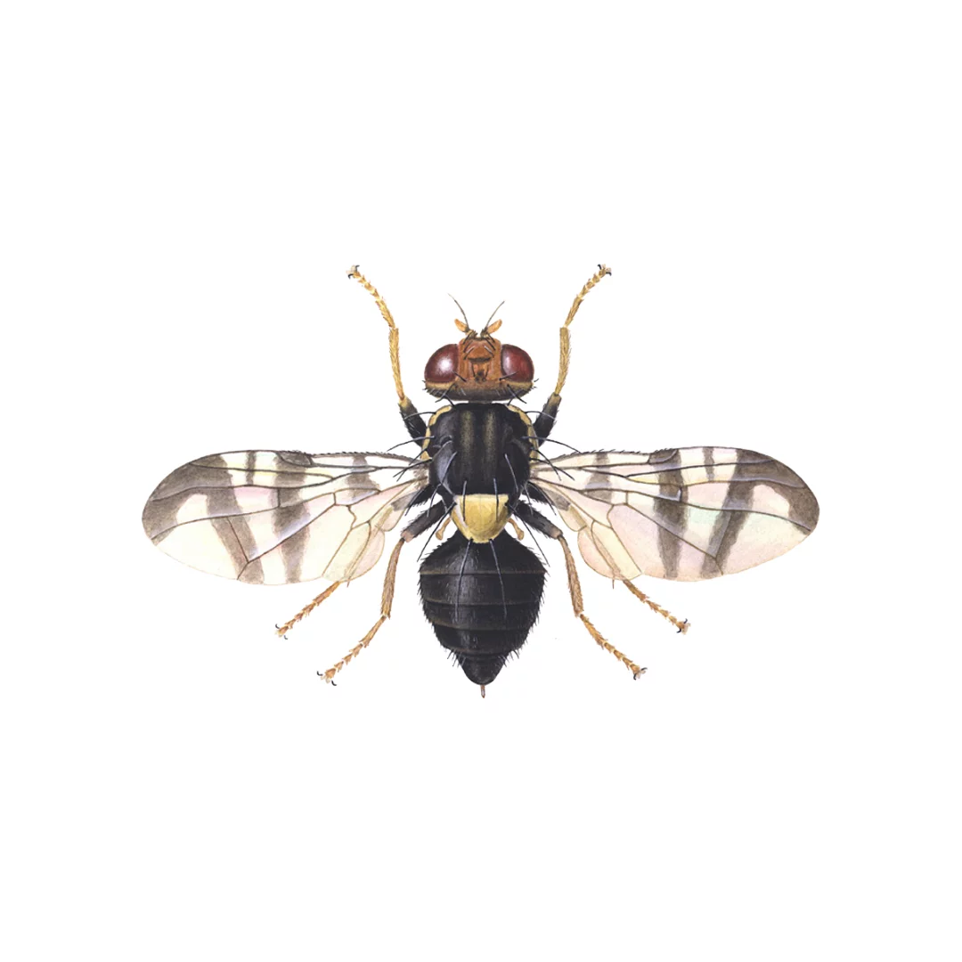 Rhagoletis cerasi