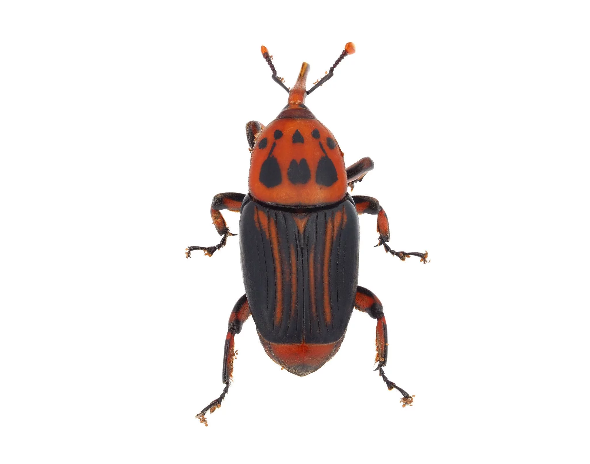 Rhynchophorus ferrugineus