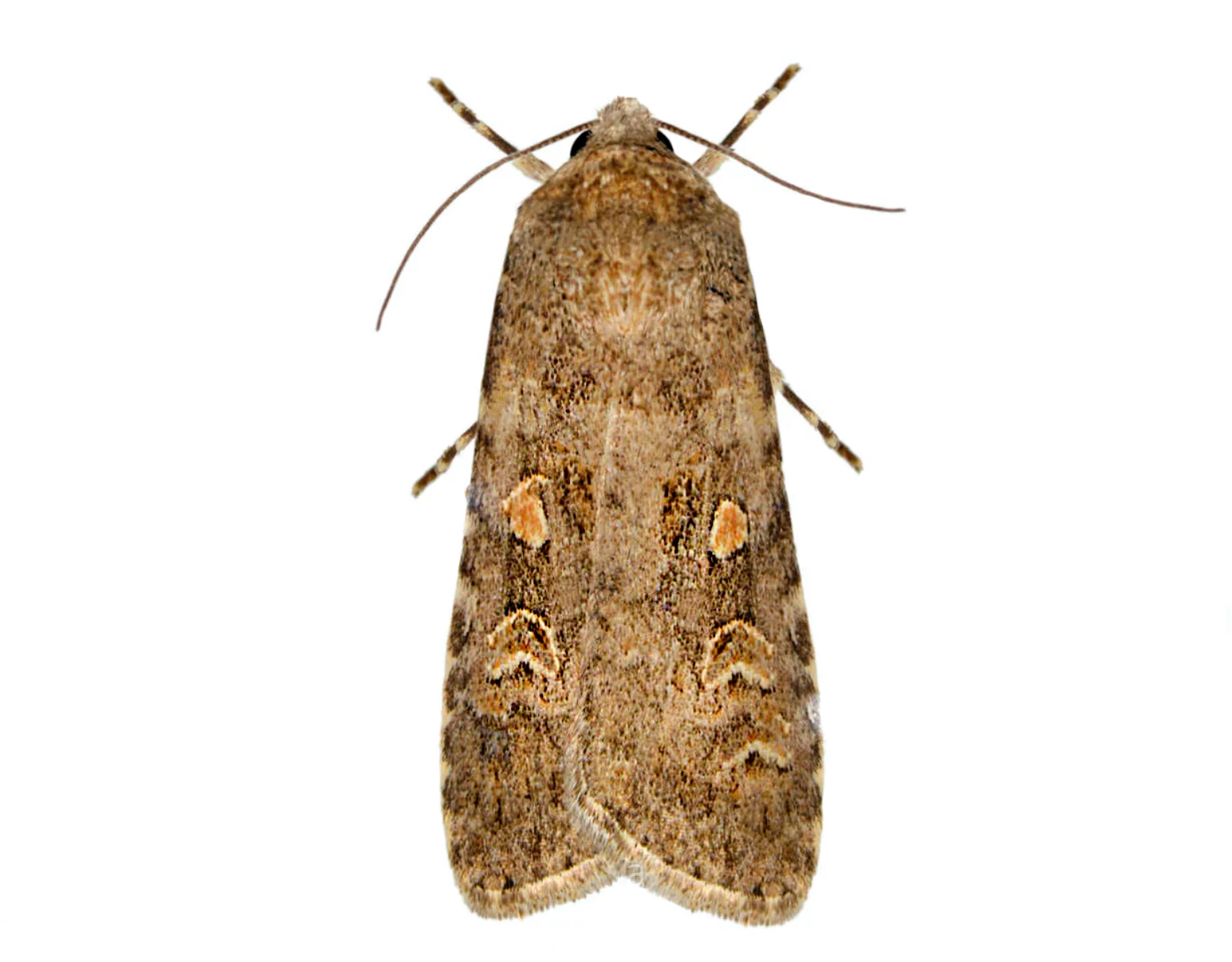 Spodoptera exigua