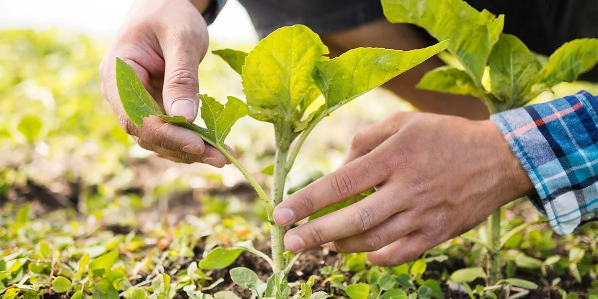 Tarımda Zararlılarla Biyolojik Mücadele Yöntemleri Nelerdir?
