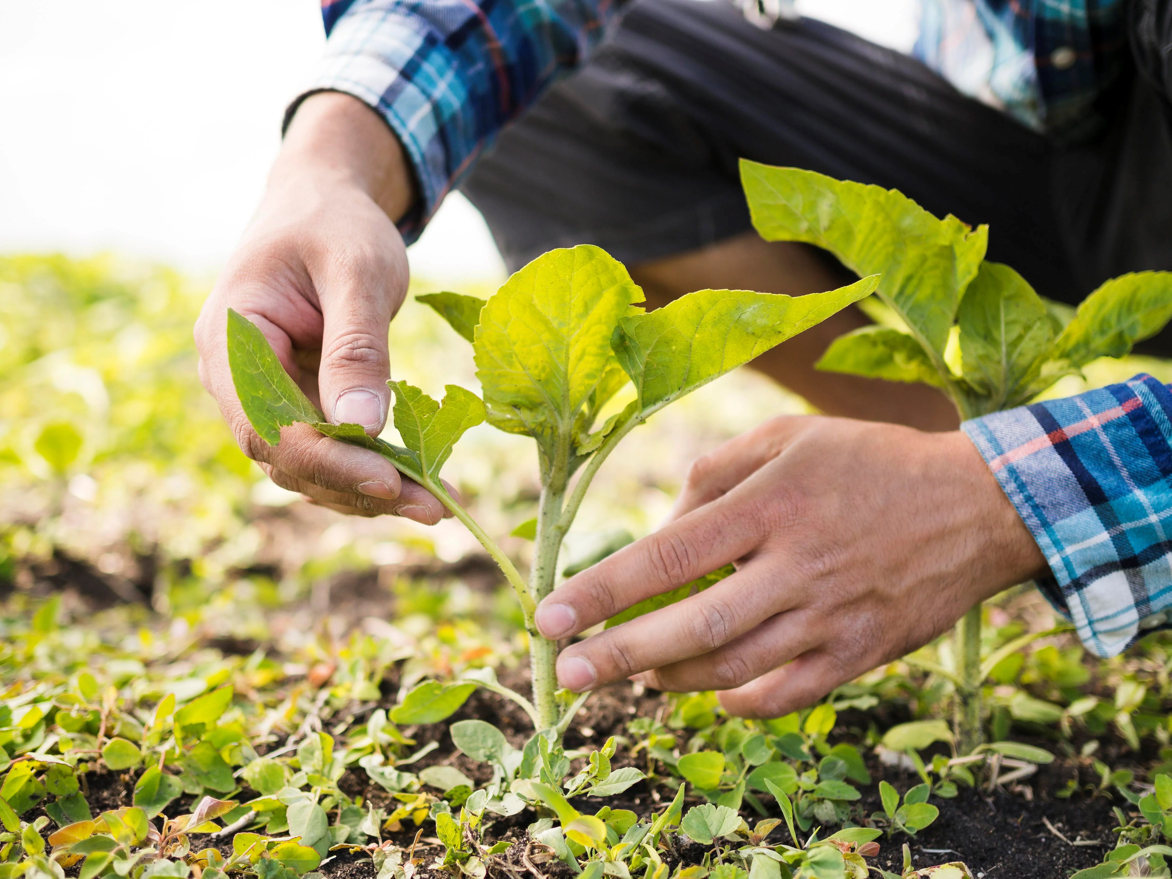 What Are the Biological Control Methods for Agricultural Pests?